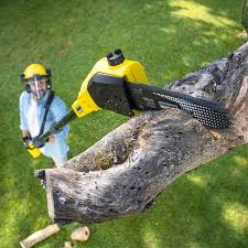How Our Tree Care Process Works  in  San Juan Bautista, CA