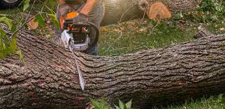 Professional Tree Care in San Juan Bautista, CA