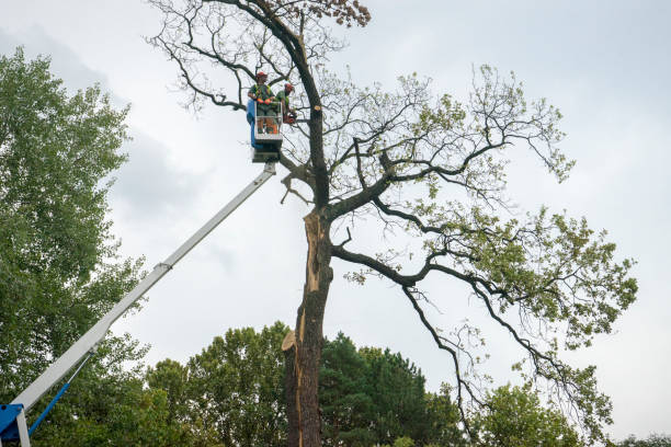 Best Tree Maintenance Programs  in San Juan Bautista, CA