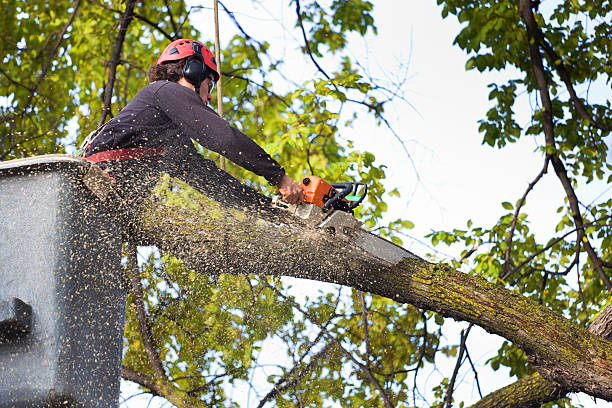 Best Leaf Removal  in San Juan Bautista, CA